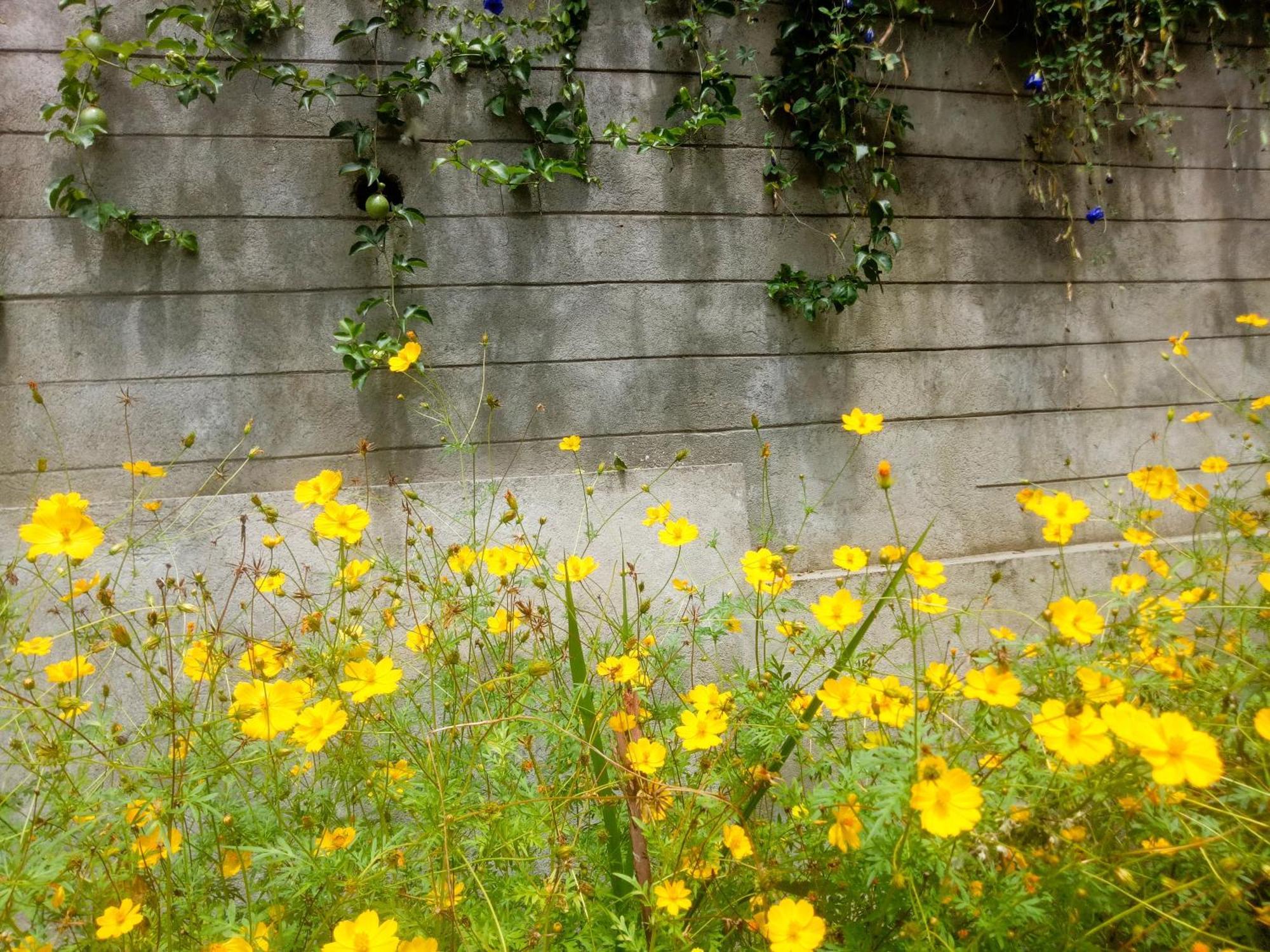 Ella Delightful Surround Homestay Buitenkant foto
